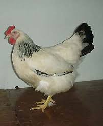 images?qtbnANd9GcQSvkvJd46B3GxOonQ JLVugKO5xMnvNE21aedT2kSGj2x4NI5J Q