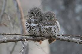 Barred Owls