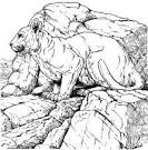 Mountain Lion coloring page