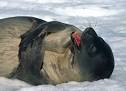 Seal Picture 1