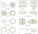 <b>Morphogenesis</b> - Scholarpedia