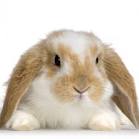 THE BUNNY CAMP - HOME PAGE