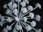 frosty seed head - via Daymix
