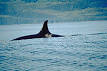 Dorsal fin - Wikipedia, the free encyclopedia