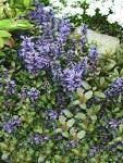 What's special about Ajuga