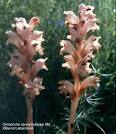 Thomas Schoepke Plant Image Gallery - <b>Orobanchaceae</b>