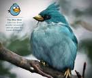 Witty Funny Angry Birds in Real Life A Sweet Imagination