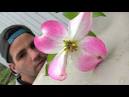 Pink Grafted Dogwood Tree