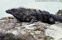 Black Spiny-tailed Iguana, Ctenosaura similis