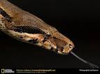 Boa Constrictor Picture, Boa Constrictor Desktop Wallpaper, Free ...
