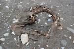 File:Decomposition of young southern elephant seal.JPG - Wikimedia ...
