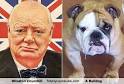 It was an English Bulldog.