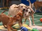 photos-puppy-bowl-x---kick-off.