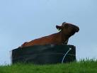 A Bovine Jacuzzi. I'm not sure the farmer intended it for that purpose, - via Daymix