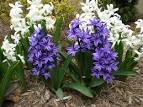 Hyacinth Flowers - Facts, Varieties,Growing and Plant Caring Tips