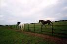 The path along the fence is a public right-of-way, which was "guarded" by - via Daymix