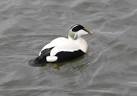 Male Eider (Somateria mollissima). In winter plumage in Warkworth Harbour at - via Daymix