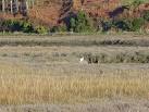 SM8107 : wetlands to the rear - via Daymix