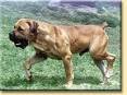 Select Boerboels-South African Boerboel Breeder