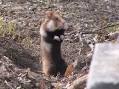 Black-bellied hamster | Cricetus cricetus facts