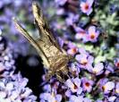 moth (Autographa gamma) on - via Daymix