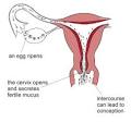 When does Conception occur? plan your conception date