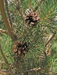 File:<b>Pinus</b>-<b>sylvestris</b>-cone-2.
