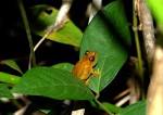 DONDEQUIERA: U.S. Fish and Wildlife Service Seeks to Protect Coqui