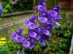 (<b>Scutellaria baicalensis</b>,