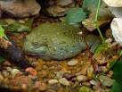 African Bullfrog: WhoZoo