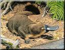 PLATYPUS (Ornithorhynchus anatinus) Online Resource Guide ...