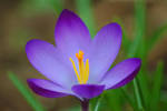 Crocus-