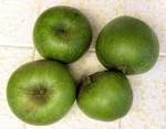 Granny Smith apples | Lou Murray's Green World