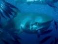 Oceans