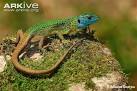 lizard pronunciation