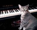 Nora The Piano Cat     Internet International Media Star