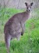 Kangaroos, possums, wallabies, and relatives | Order Diprotodontia ...