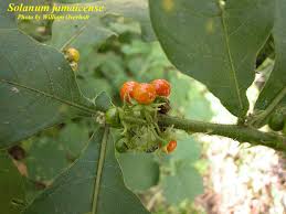 Image result for Solanum jamaicense