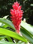 File:Guadeloupe <b>Alpinia</b>.jpg