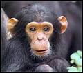 Rainforest Animals