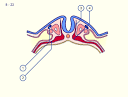 Vessels of the dorsal aorta