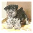 Cesky Terrier Puppies Breeders Terriers