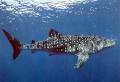Whale Shark