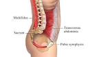 Core Muscles . . . They go Way Beyond Today's Buzz on the Topic ...