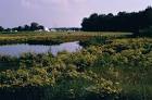 Wetland yellow flowers public - via Daymix