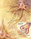 Nervous system - Wikipedia, the free encyclopedia