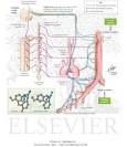 Cough Suppressants (Antitussive Agents) - Netter Medical Artwork