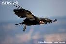 ARKive - California condor videos, photos and facts - Gymnogyps ...