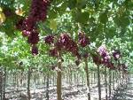 Terra Firma Farm Newsletter August 5, 2008