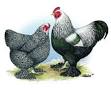 Hendersons Chicken Breed Chart
